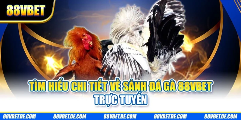 Tìm hiểu chi tiết về sảnh đá gà 88VBET trực tuyến